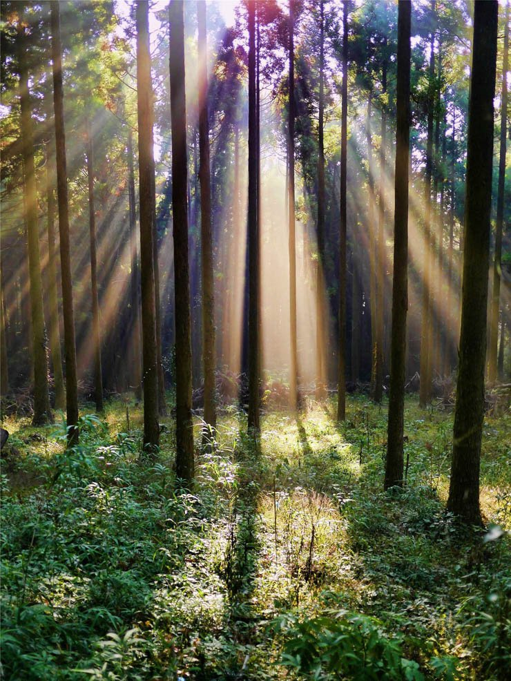 Sunrays forest nature sunny ray rays