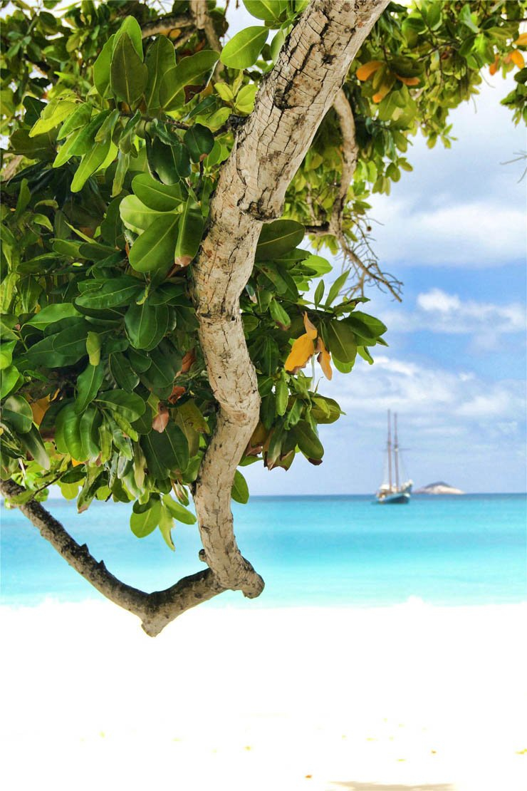 Tropical branch tree sea water beach ocean sky natural clear yacht