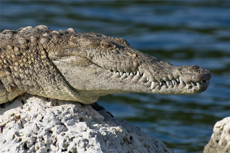 aligator crocodile sea river water stone nature zoo