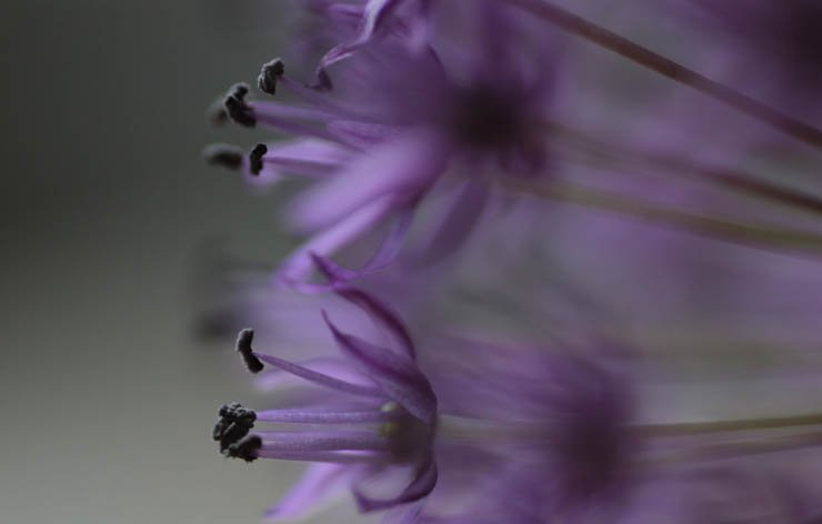 allium purple flower