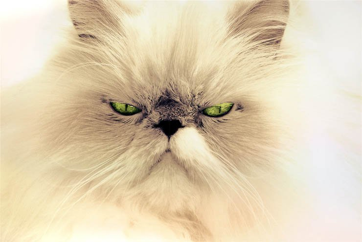 angry cat kitten white pet