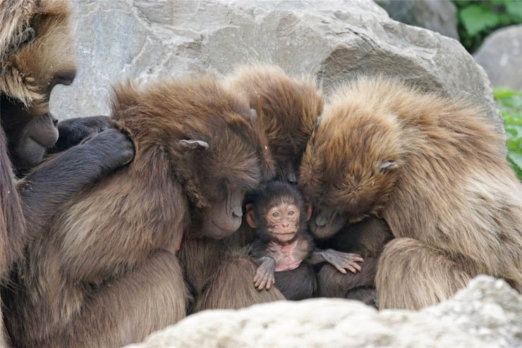 apes hapy around new born ape