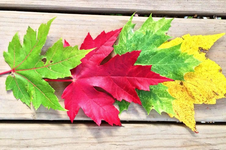 autumn leaf wooden board
