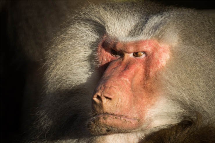 baboon anrgy looking sad face