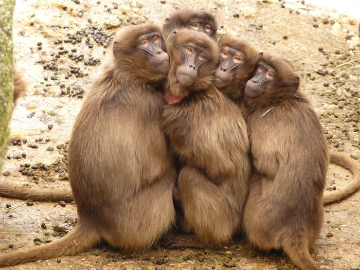 baboons group surround
