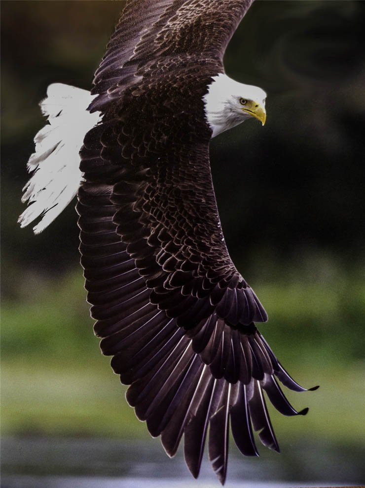 bald eagle flying high