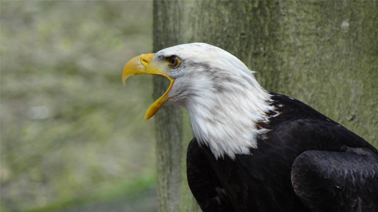 bald eagles shouting forest jungle trees