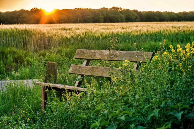 bank seat chair field sunset grass