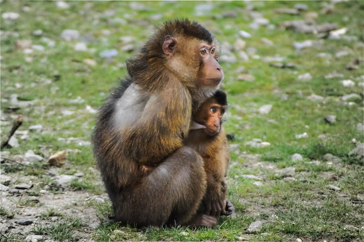 barbary ape taking care of son