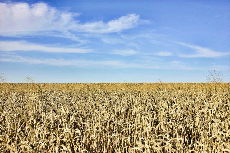 barley field farm sky summer harvest agriculture