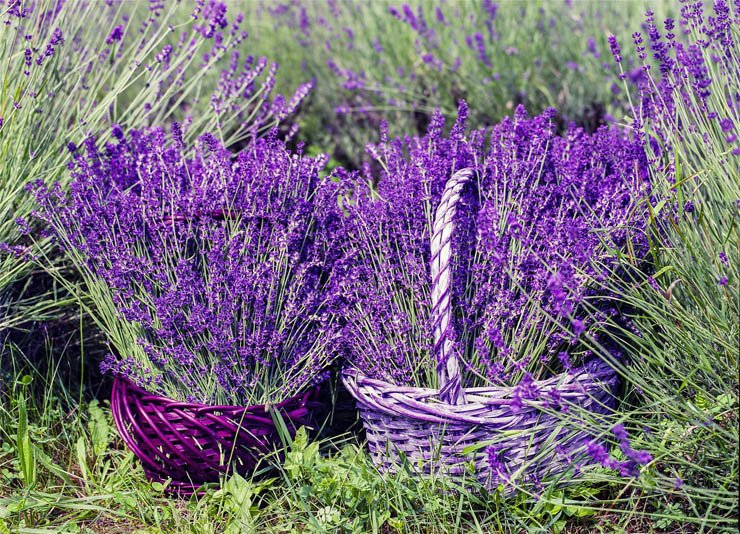basket plant plants purple harvest collect collecting farm field