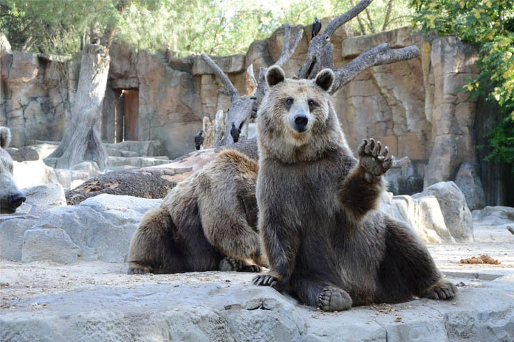 bear zoo wave waving happy animal