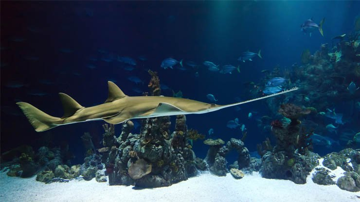 big fish under water aquarium