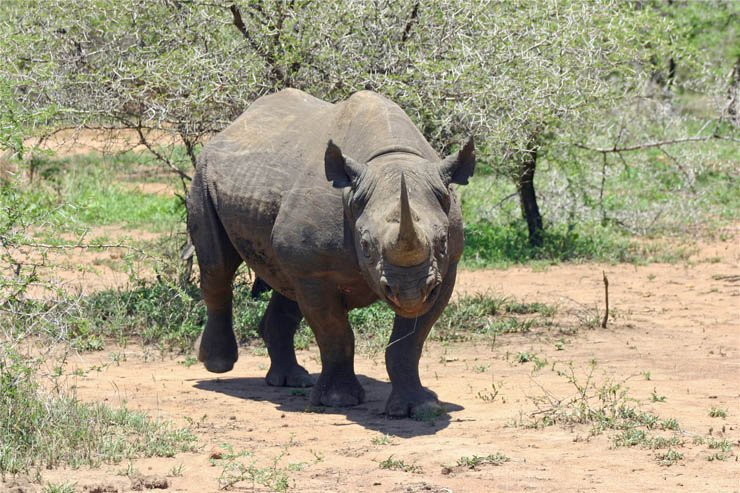 black rhinoceros rhino animal zoo park forest