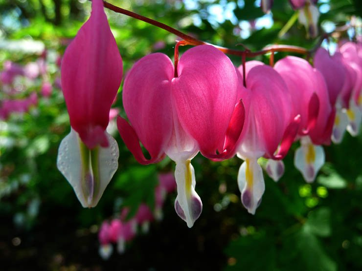 bleeding hearts flowers mist nature rose pink white natural