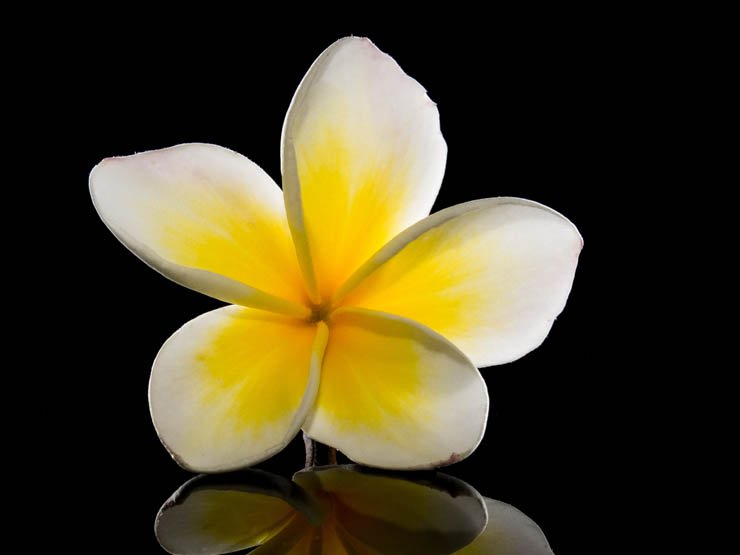 blossom yellow white flower isolate rose