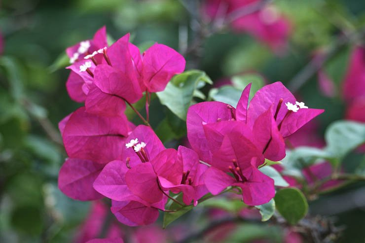 bougainvillea flower branch rose nature natural tree