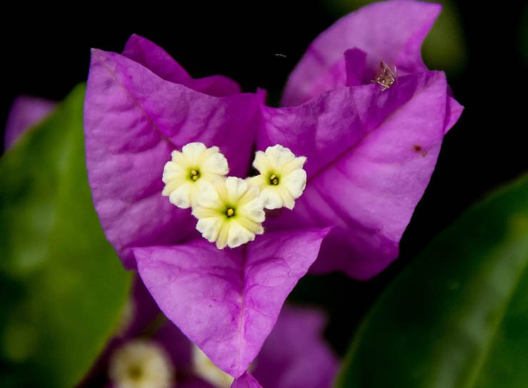 bougainvillea flower flowers roses rose purple nature natural