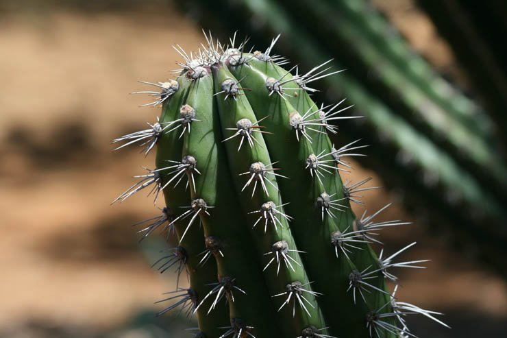 cacti cactus plant nature desert