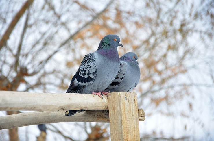 cappodocia pigeon bird snow winter fly