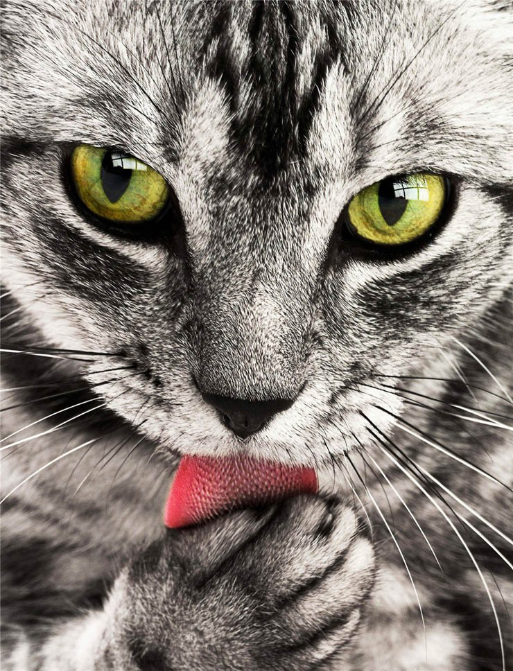 cat cats eyes lick tongue pet pets animal animals