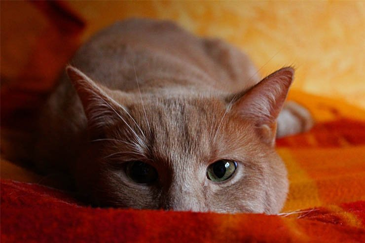 cat hide hidden bed house pet pets kitten cats