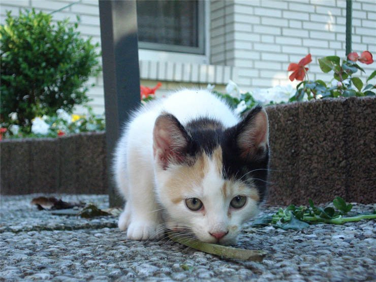cat kitten animal flower street