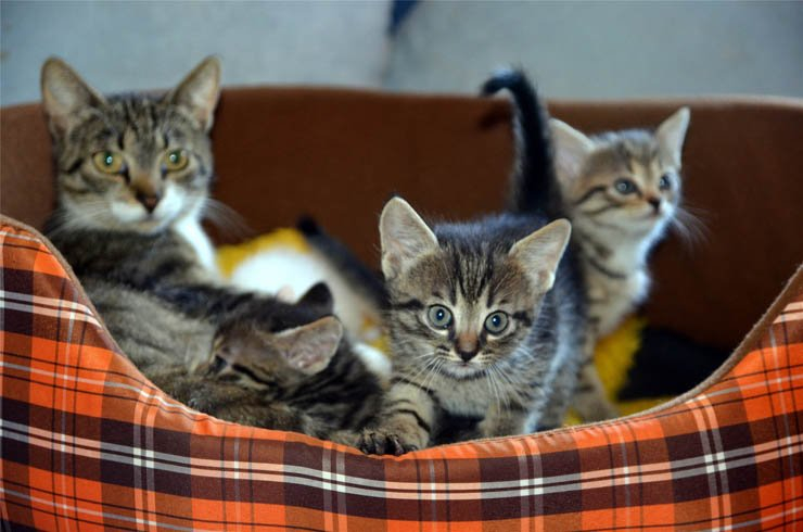 cats cat kitten pet pets house