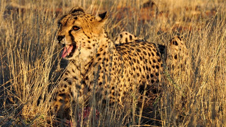 cheetah zoo yawn nature jungle forest animal