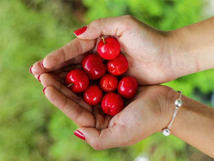cherry tomato red hand hands vegetables vegetable fruit fruits health healthy food plant plants