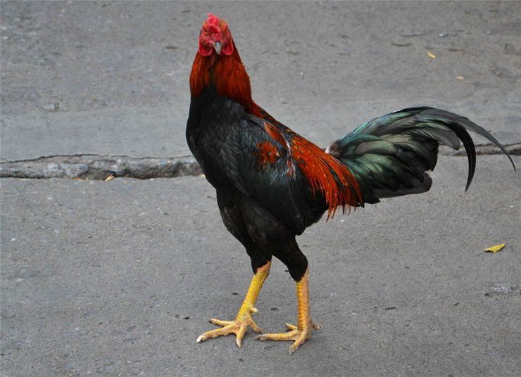 chicken bird hen animal street cock rooster