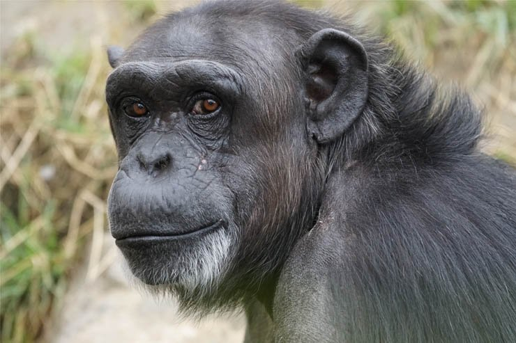 chimpanzee animal zoo monkey jungle forest