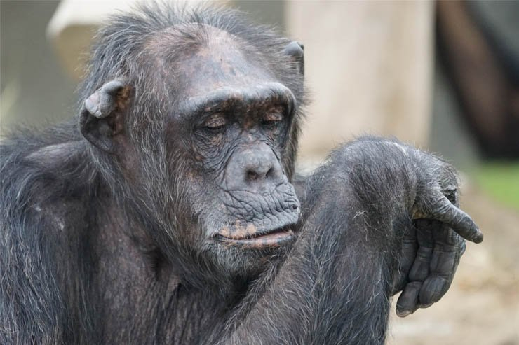 chimpanzee monkey animal zoo forest jungle