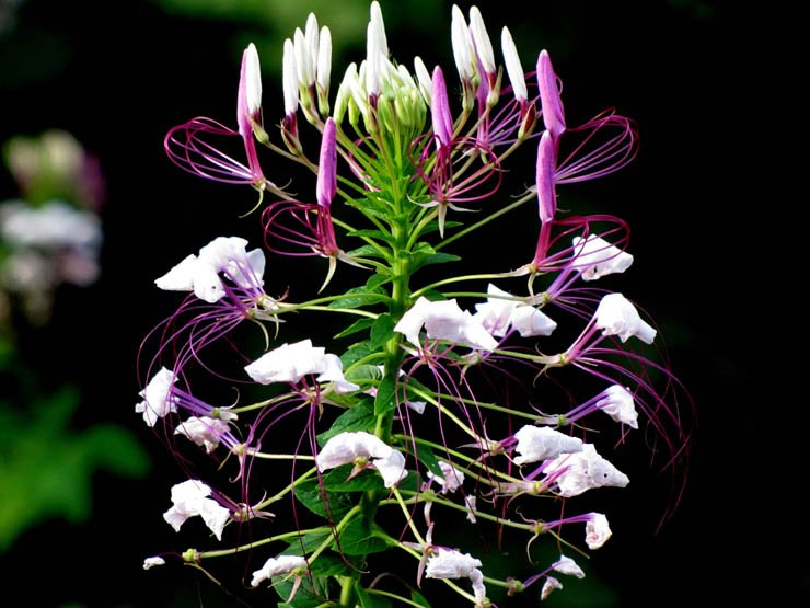 cleome hassleriana flower plant forest park nature
