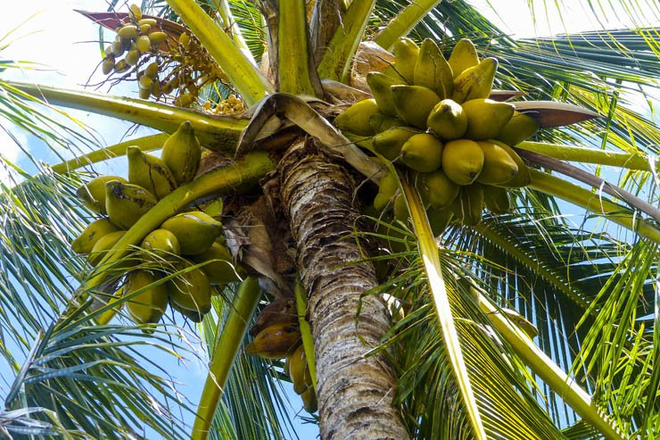 coconut palm tree fruit food tropical