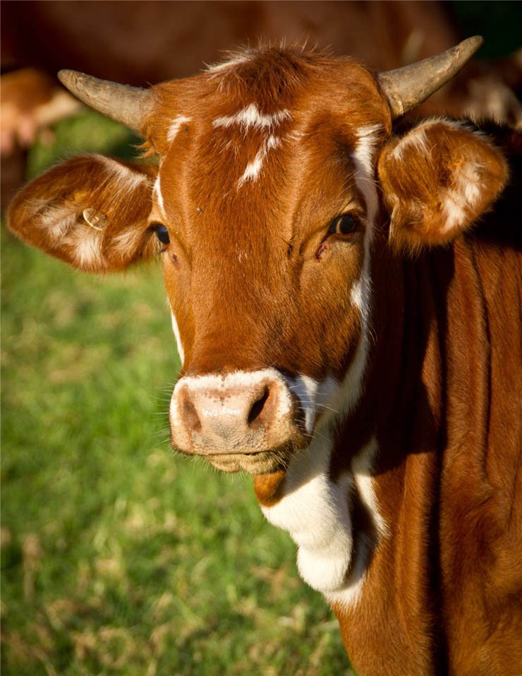 cow brown milk animal zoo farm farmer sun sunny