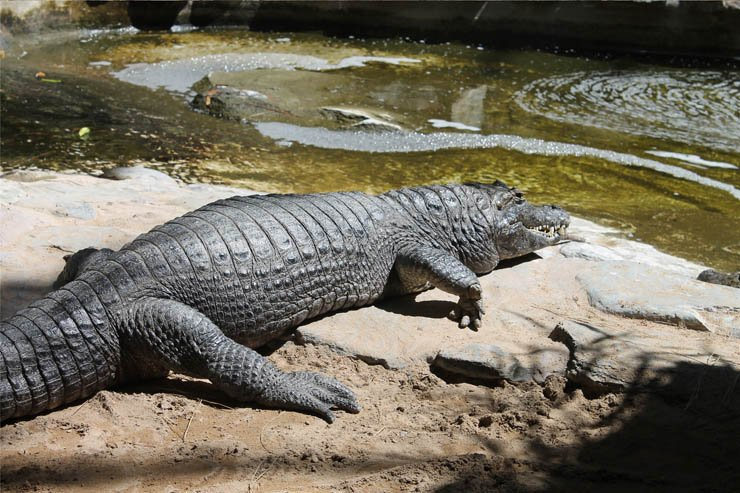 crocodile aligator water lake river animal zoo forest jungle