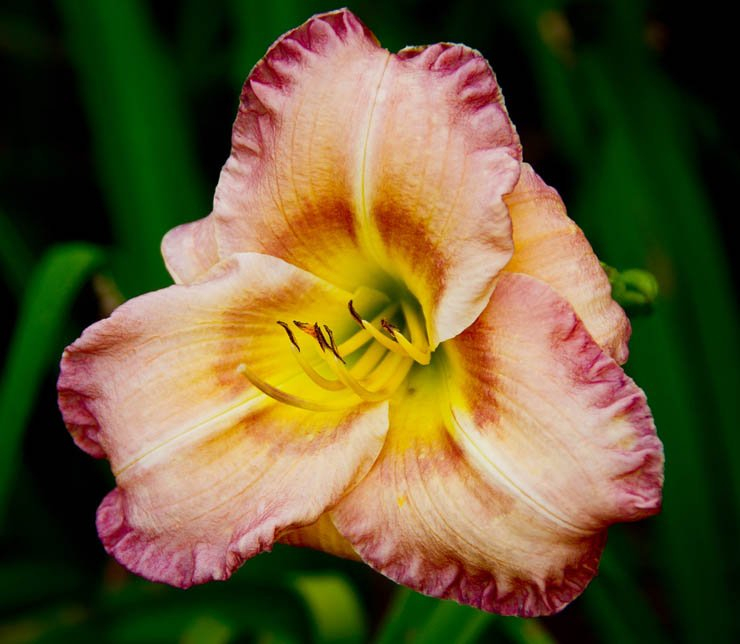 daylily flower plant nature planting pink natural rose roses
