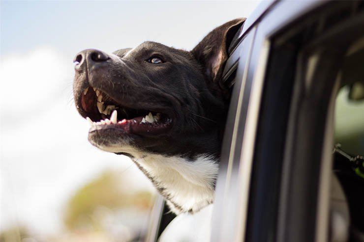 dog puppy pet dogs puppies pets animal car happy window