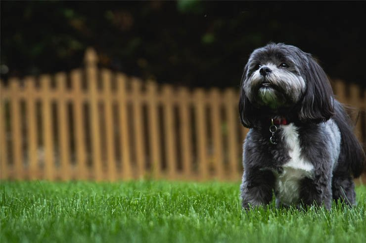 dog puppy pet dogs puppies pets animal outdoor fence grass