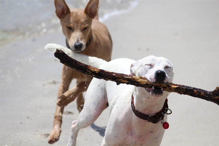 dog puppy pet dogs puppies pets animal run happy play stick beach water running
