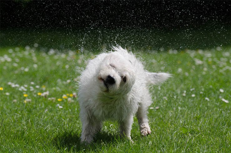 dog puppy pet dogs puppies pets animal shake wet grass happy outdoor