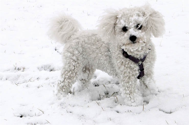 dog puppy pet dogs puppies pets animal snow snowy winter outdoor