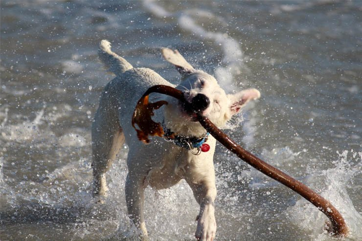 dog puppy pet dogs puppies pets animal stick play playing water sea lake ocean splash