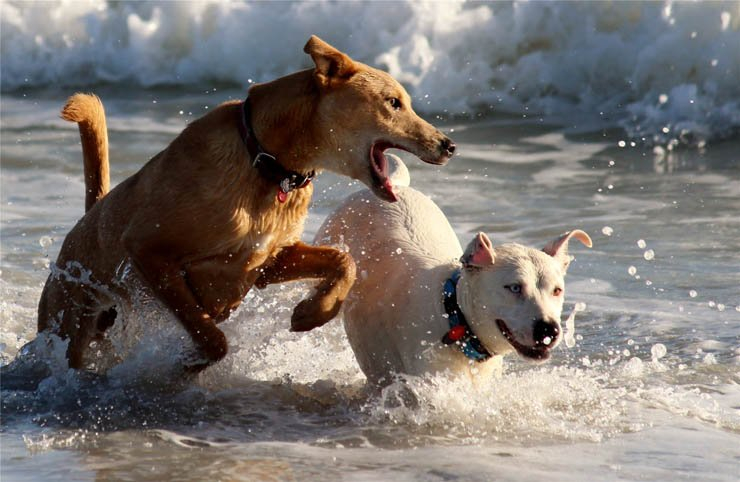dog puppy pet dogs puppies pets animal swim swimming play playing friends friend