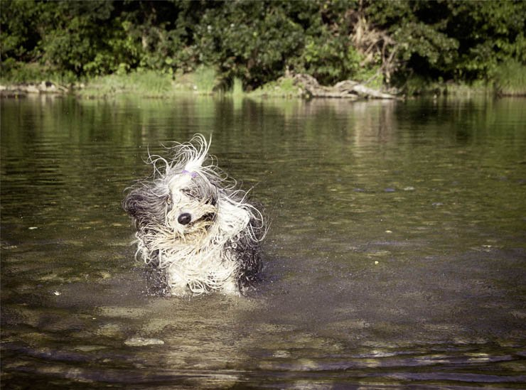 dog puppy pet dogs puppies pets animal swim swimming water sea lake river nature