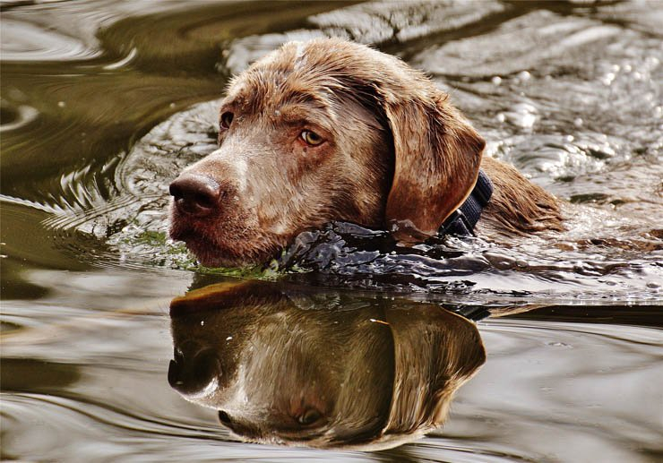 dog puppy pet dogs puppies pets animal water swim swimming sad