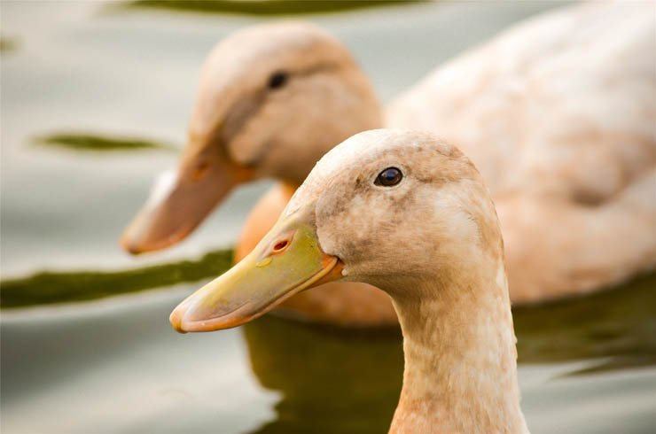 duck ducks bird lake river snimal zoo park forest