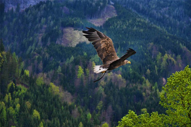 falcon flying high over forest