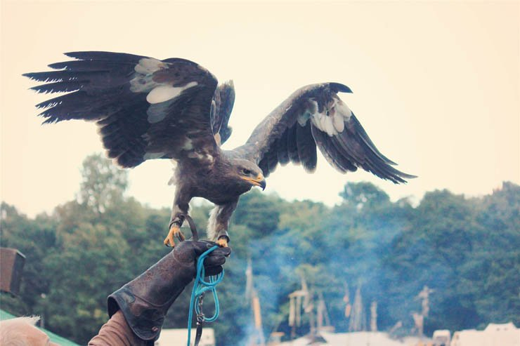 falcon training with gloves and rope